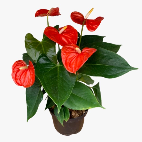 Anturio