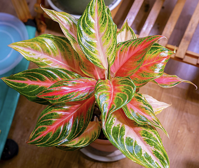 Aglaonema