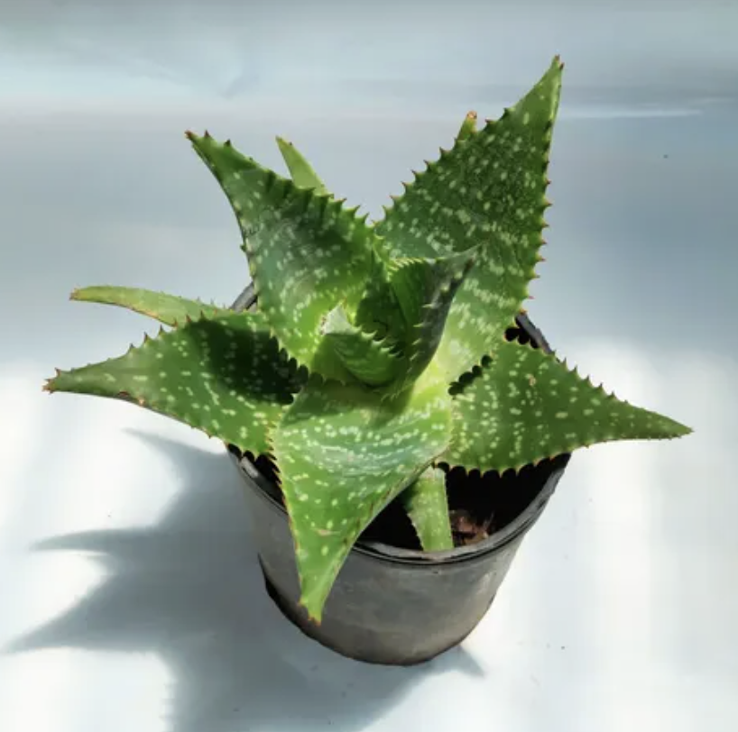 Aloe vera