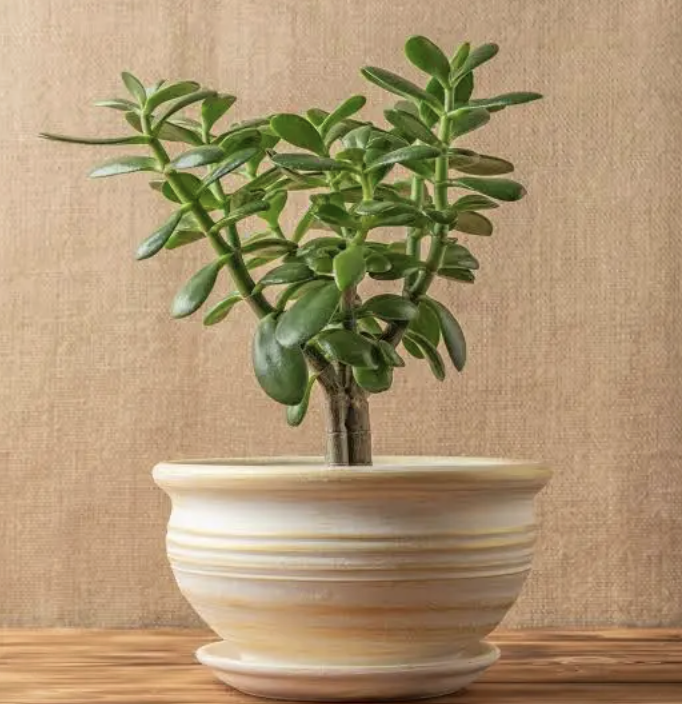 Árbol de jade