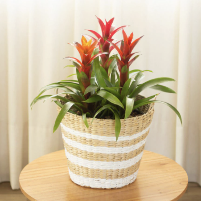 Guzmania
