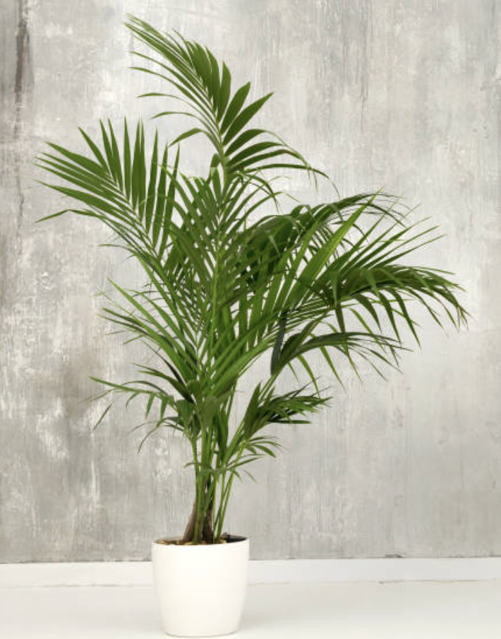 Kentia