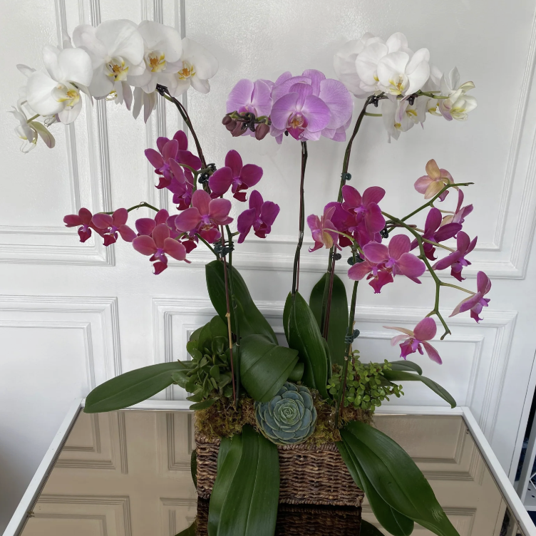 Orquídea mariposa