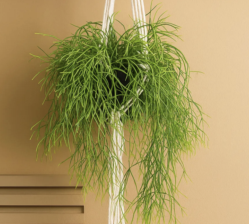 Rhipsalis